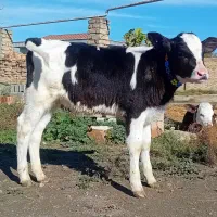 گوساله هلشتاین نر جنس صنعتی خوراک خور کلفت گاو