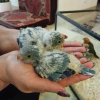 فروش طوطی راحب و خورشیدی سرلاکی درجه یک