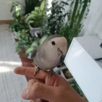 طوطی برزیلی  نر رام
