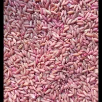 گندم‌ سرداری