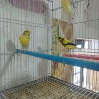 سهره|پرنده|کازرون, |دیوار