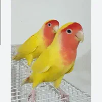 طوطی برزیلی