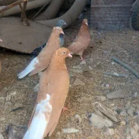 جاده اهواز آبادان روستای دریسیه .معاوضه هم دارم|پرنده|شادگان, |دیوار