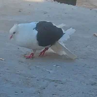 دوکت|پرنده|چرداول, |دیوار