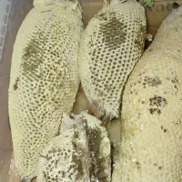 عسل طبیعی کوهی|خوردنی و آشامیدنی|تهران, تجریش|دیوار