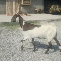 بز تالی پاکستانی آبستن مایه سه قلو زا رودان|حیوانات مزرعه|بندرعباس, |دیوار