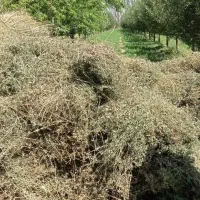 فروش یونجه خشک