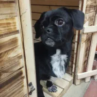 توله پیکینیز امپریال ماده