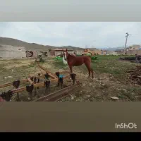 اسب دوساله نریان