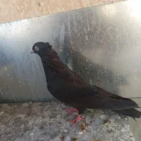 یک زاغ ماده ابادانی مست مست