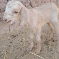 کره بزغاله ۳روزه
