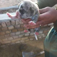 توله الابای اصیل و شجره دار.معاوضه و فروش|سگ|تهران, مشیریه|دیوار