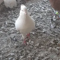 کبوتریاپرند