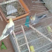 عروس هلندی دستی