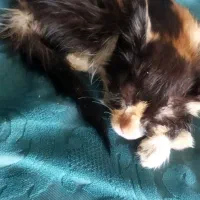 ‌بچه‌گربه