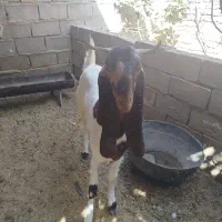 بز پاکستانی|حیوانات مزرعه|تایباد, |دیوار