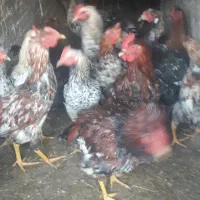 خروس جوان|حیوانات مزرعه|خوی, |دیوار