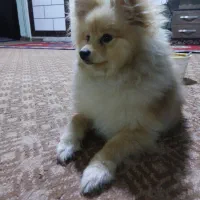 توله پامر ۶ماهه نر