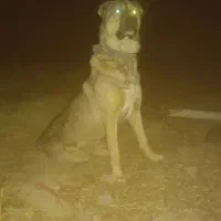 واگذاری سگ سراب