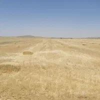 کاه گندم و لوبیا فدوشی