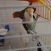 کوتوله برزیلی نر و ماده مولد