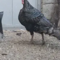 نرو ماده بوقلمون