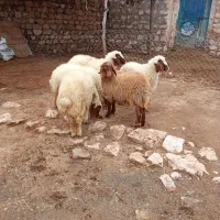 بره ماده داشتی