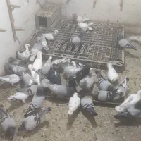 درودهمشهری،تعدادی کبوتر رنگی و یکدست موجوده