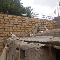 کفتر طوقی.  پلاکی اصل