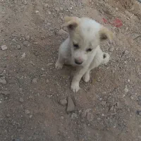 معاوضه با چیز دیگه