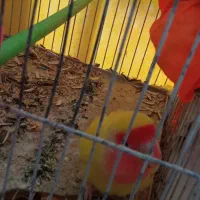 دو جفت عروس هلندی مولد|پرنده|مشهد, انقلاب|دیوار