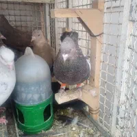 کفتر بهبهانی|پرنده|شیراز, شریفآباد|دیوار