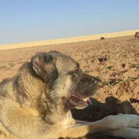 گمشده دو عدد سگ سرابی پدر پسر حوالی اتوبان گم شده