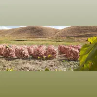 پیاز آفتاب خشک درجه یک|خوردنی و آشامیدنی|تکاب, |دیوار