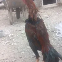 خروس‌لاری‌به‌فروش‌میرسد