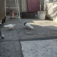 کفتر کبوتر طوقی