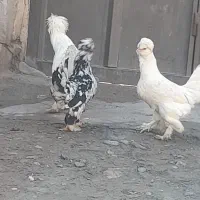 مرغ وخروس سلطان|حیوانات مزرعه|مرند, |دیوار