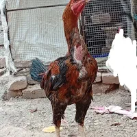 خروس لاری افغان