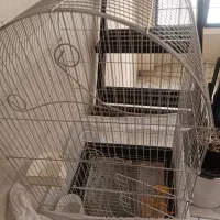 قفس یک متری عروس هلندی