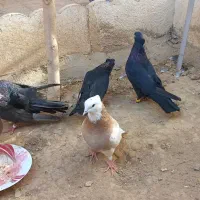 کبوتر صرب یا زاغ ابادانی|پرنده|تاکستان, |دیوار