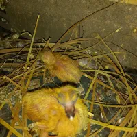 کبوتر گم شده|پرنده|شادگان, |دیوار