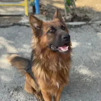 فروش سگ ژرمن نر