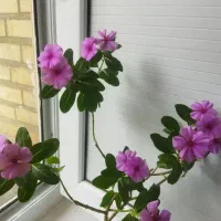 گل و گیاه