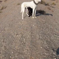 کوچوک 7ماه بسیارزیبا