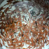 ماهی شبه عید|ماهی|مبارکه, |دیوار