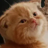 بچه گربه نر