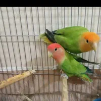 طوطی کوتوله مولدخوشرنگ کارداده بشرط.