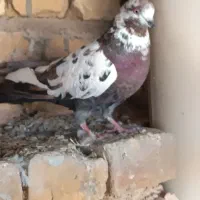 کفتر|پرنده|اردکان, |دیوار