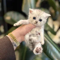 بچه گربه های دلربا در شیراز|گربه|شیراز, سینما سعدی|دیوار