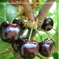 نهال|گل و گیاه طبیعی|نیشابور, مازول|دیوار